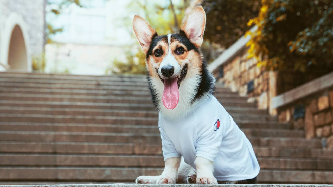 cachorro língua orelha